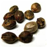 Семена марихуаны АК-47  (Seeds AK-47) в Каргате